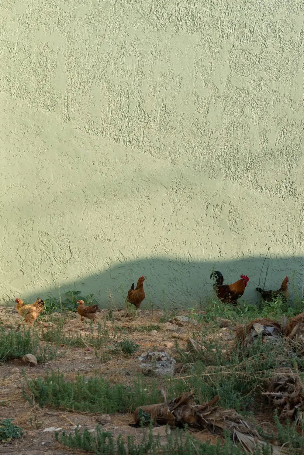 Roosters and hens in a field with a green textured wall background