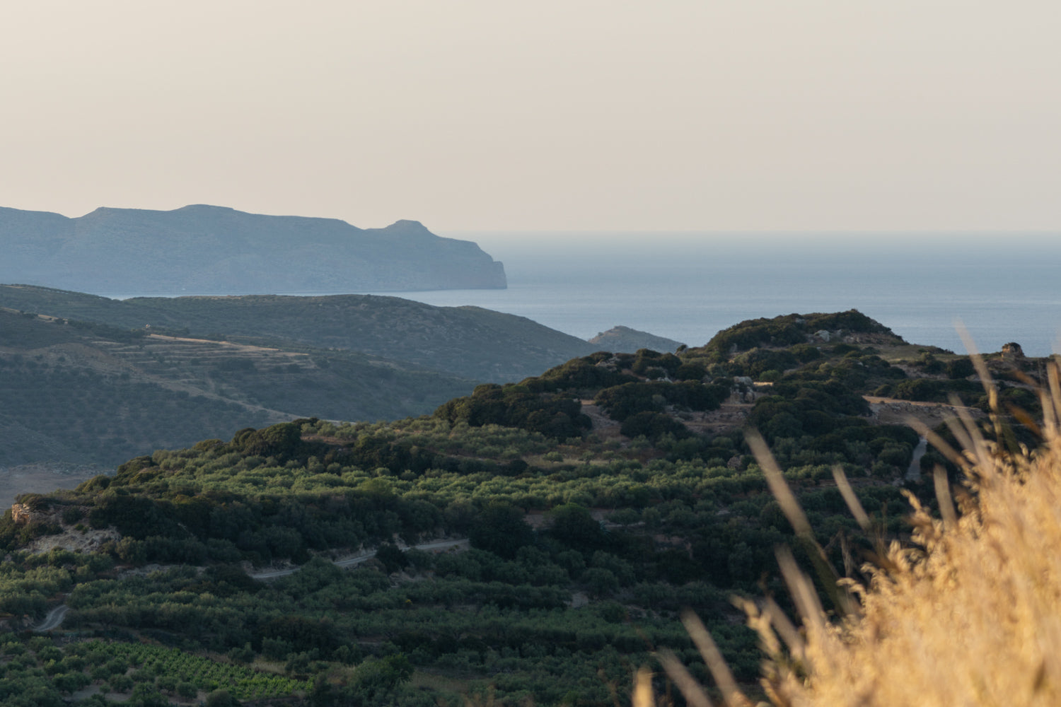 Greek Island vegetated hillside on the coast dappled with afternoon sun